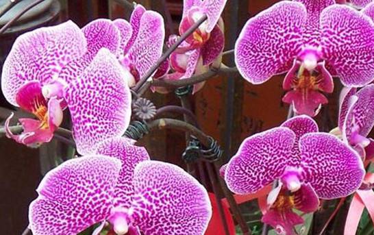 蝴蝶兰最名贵的品种 盘点五种珍贵品种