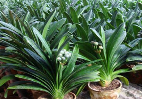 君子兰用什么肥料最好？带硬壳的植物种子最利于生长吸收