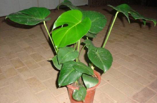 龟背竹能否长期放在室内培养