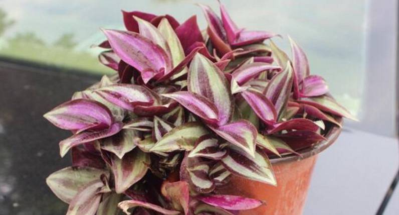 紫吊兰的养殖方法和注意事项