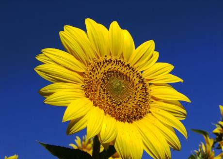向日葵英文 sunflower
