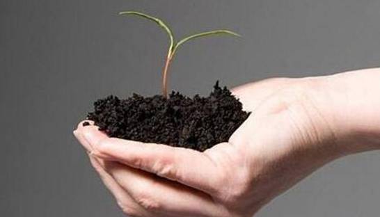 盆栽牡丹花的养殖方法 注意盆土选择以及适量施肥