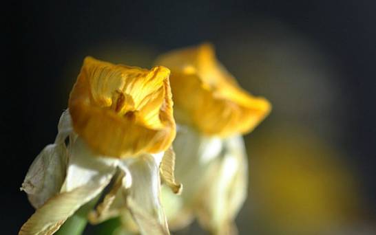 冬季水仙花花蕾为什么会干枯 多由低温缺水或缺少光照造成[图片]