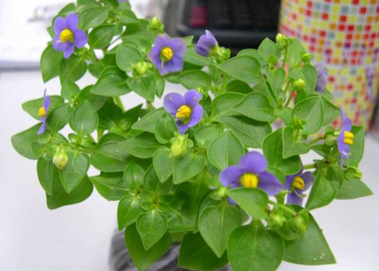 紫罗兰为何宜秋种春花