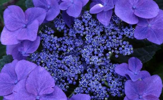 紫罗兰花期 花期长 盛夏的清凉[图片]