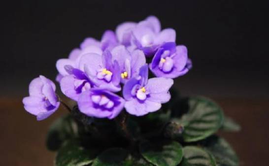 非洲紫罗兰花期 2月播种 8-9开花[图片]