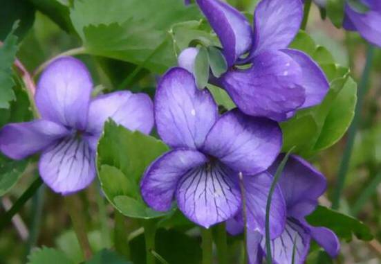紫罗兰种植方法小盆栽 7个步骤教你紫罗兰爆盆的方法