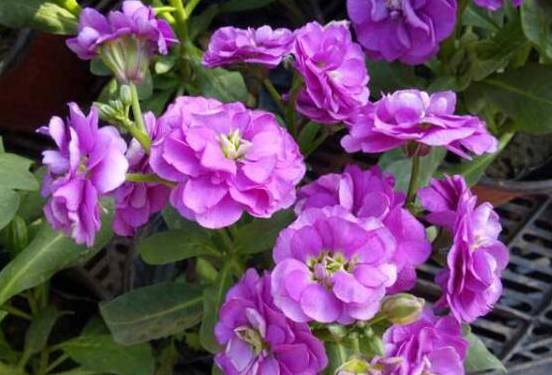 紫罗兰怎样栽培和繁殖 手把手教你4种紫罗兰繁殖方法[图片]