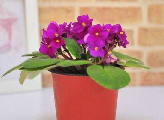 紫罗兰花的养殖方法 4个步骤教你养殖美丽的紫罗兰花