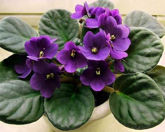 紫罗兰适合在室内养吗 紫罗兰的室内养殖方法大全