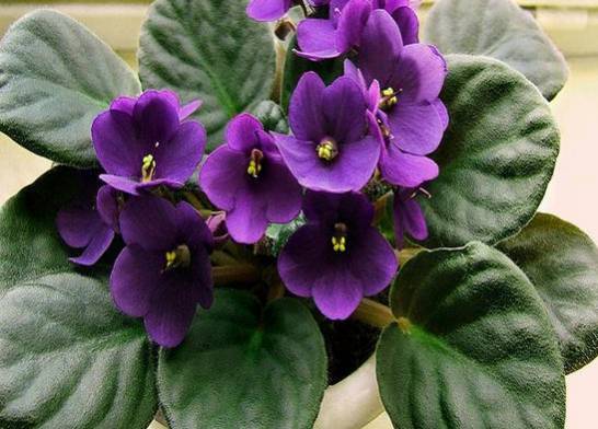 紫罗兰有哪些特性与种类