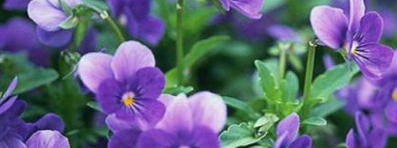 紫罗兰的养殖方法和注意事项