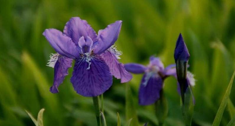 紫罗兰的花语和传说