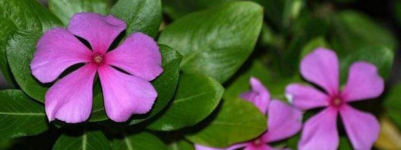 紫罗兰一年开几次花