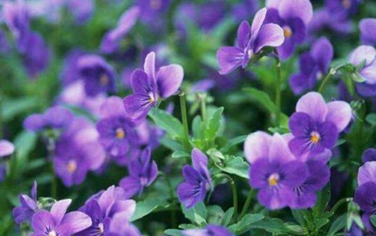 紫罗兰四季都开花的技巧 分期播种延长光照