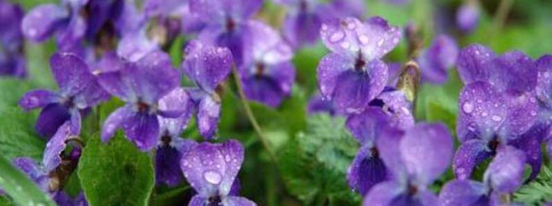 紫罗兰有哪些品种