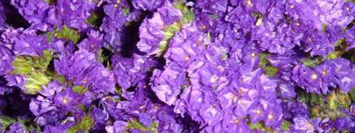 紫罗兰花在家里怎么养