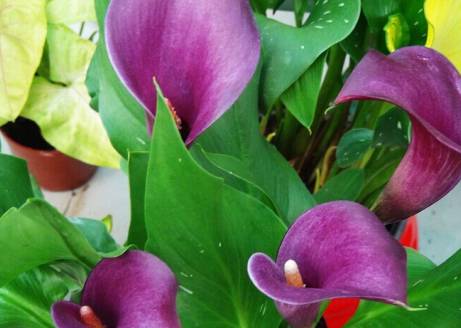 彩色马蹄莲 种植和养护方法