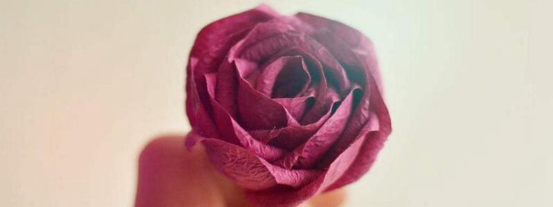 紫玫瑰代表什么[图片]