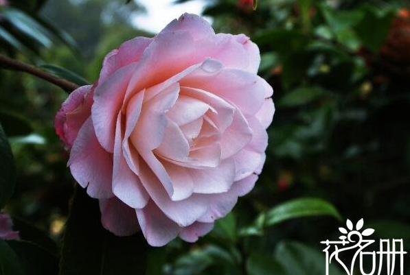 重庆市花是什么花 寓意谦逊与美德的山茶花
