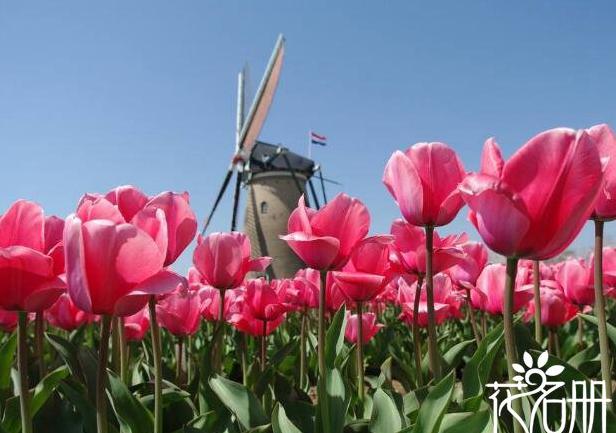 荷兰的国花是什么花 荷兰郁金香誉满全球