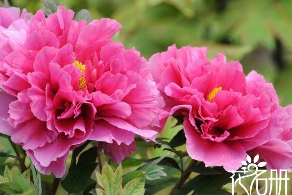 中国国花是什么花 中国十大国花排名