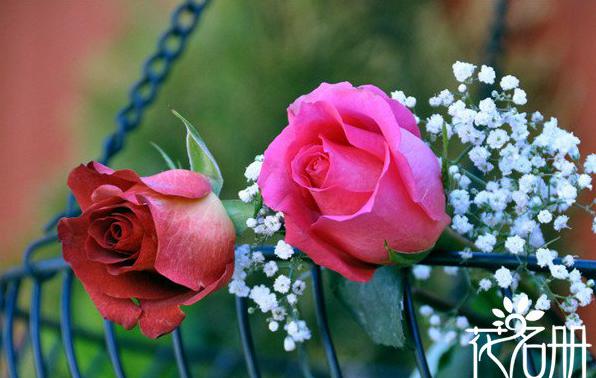 17朵玫瑰代表什么意思 绝望无可挽回的爱[图片]