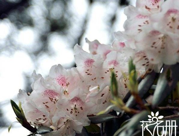 安徽省的省花是什么花 代表生命之春的皖杜鹃
