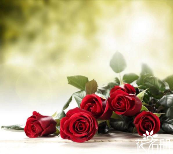 24朵玫瑰代表什么意思 无时无刻的思念