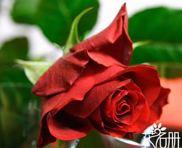 英国的国花是什么花 代表真爱的玫瑰花
