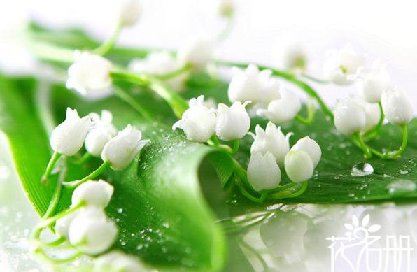 芬兰的国花是什么花 象征纯洁和幸福的铃兰