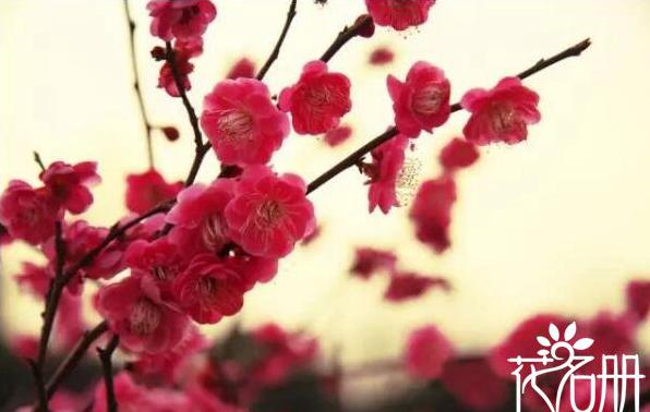 武汉市的市花是什么花 1984年梅花当选武汉市市花[图片]