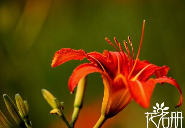 智利的国花是什么花 象征着热情似火的红百合