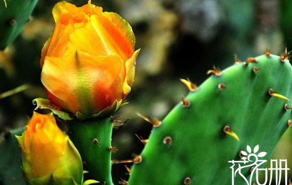 墨西哥的国花是什么花 仙人掌和大丽花[图片]