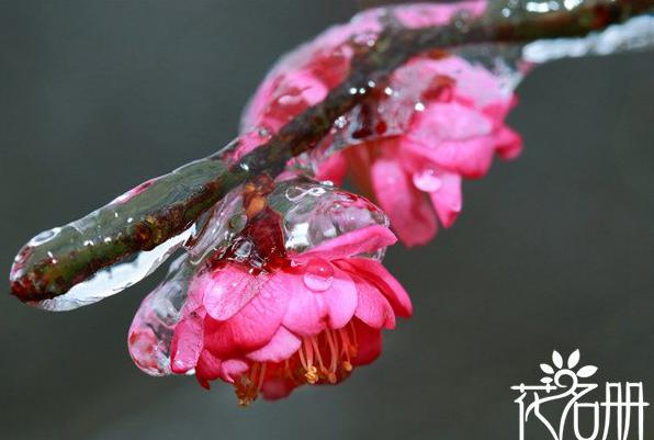 南京的市花是什么花 花中之魁梅花[图片]