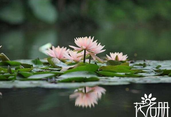 世界上最干净的花花语 睡莲是圣洁美丽的化身[图片]