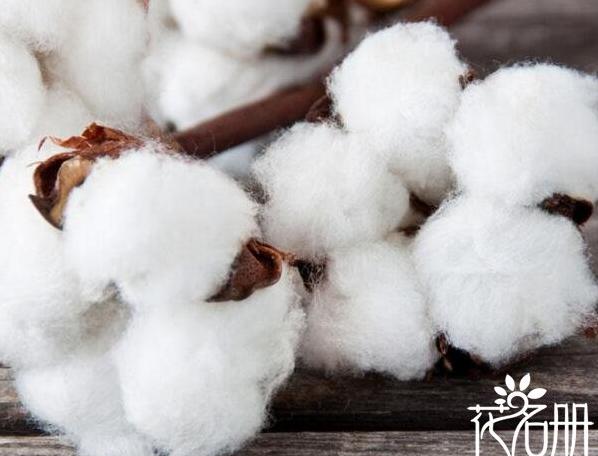 棉花代表什么意思 珍惜眼前的幸福