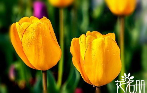 什么花的花语是对不起 黄郁金香/紫风信子/黄玫瑰[图片]