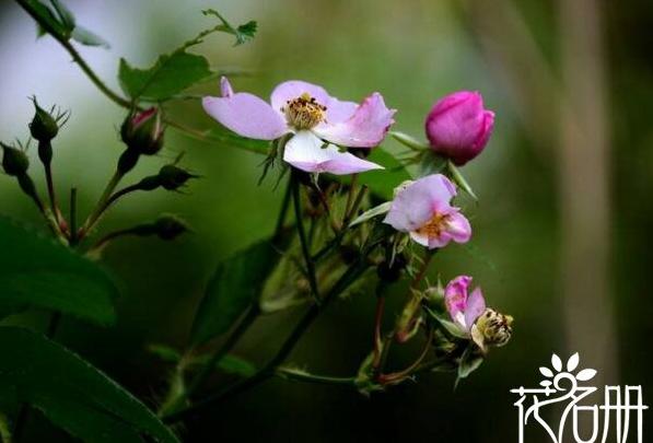 野蔷薇代表什么意思 顽强不屈与命运抗争到底的精神