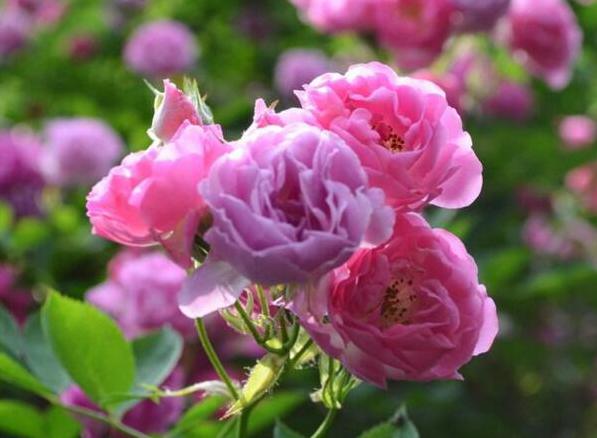 蔷薇代表什么意思 温柔而美丽的内心[图片]