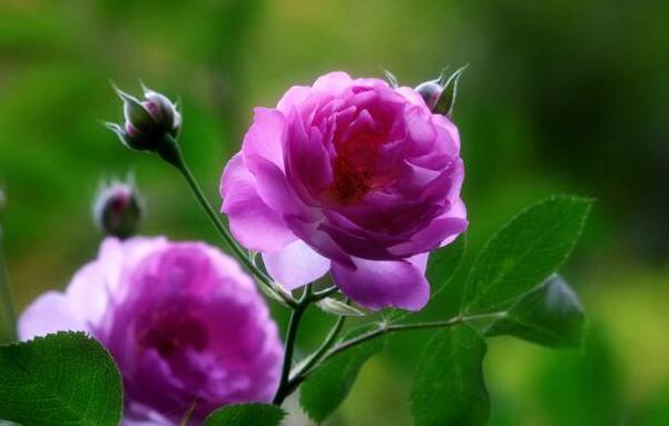 紫蔷薇代表什么意思 被禁锢的幸福