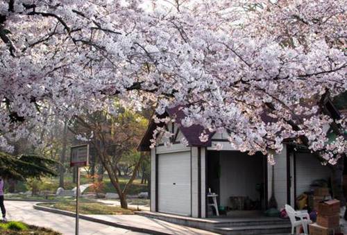 青岛樱花什么时候开 四月中旬樱花盛开