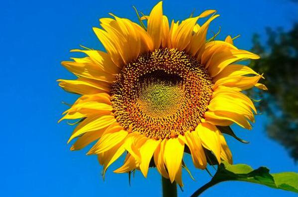 向日葵为什么向着太阳 实则植物生长素所致