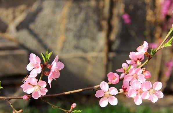 桃花象征什么意义 美好生活和健康长寿