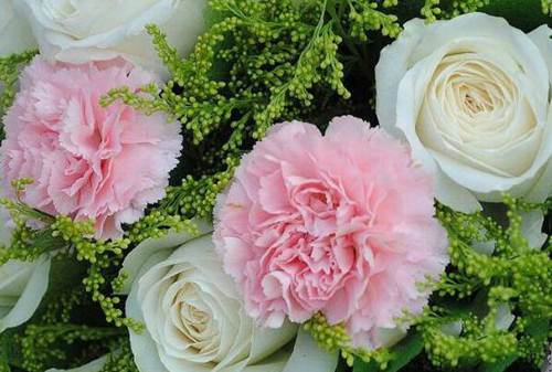 16朵康乃馨的花语代表什么 将幸福珍藏在心