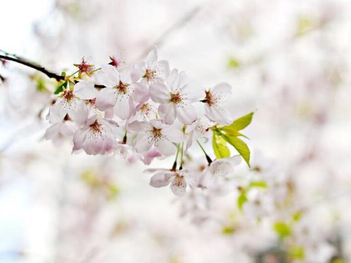 樱花什么时候开放 旺花期为三月下旬