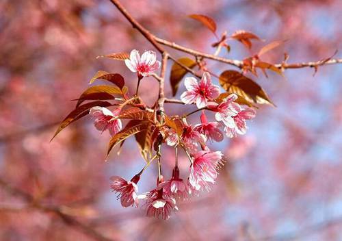 日本樱花什么时候开 日本赏樱时间表