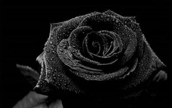送黑玫瑰代表什么意思 黑玫瑰的寓意