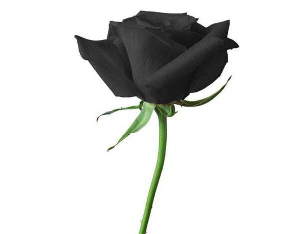 黑玫瑰多少钱一朵 黑玫瑰价格稍贵