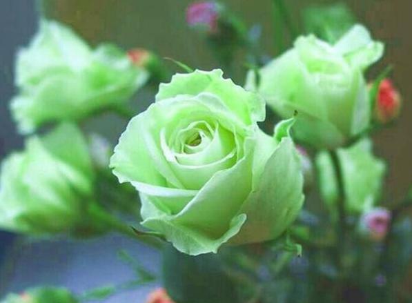绿玫瑰代表什么意思 真挚纯洁的爱
